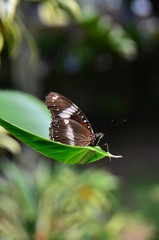 Obraz na płótnie Canvas butterfly on a green leaf