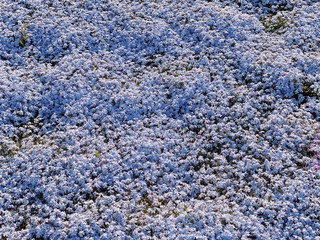 芝桜　愛媛県西条市禎瑞９