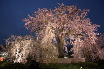 Big cherry tree illuminated night.
