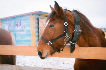 Horse at a horse paddock during winter season