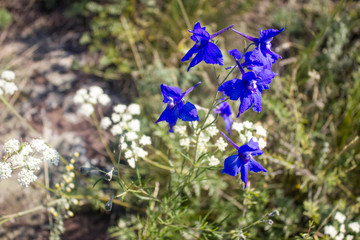 beautiful blue wildflowers in spring