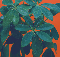 Schefflera Indoor plant close-up leaves with drops of water splashes on an orange background minimalism. Modern houseplants, minimal creative home decor concept. Background place for text copyspace.