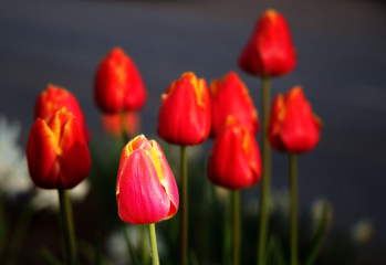 Tulpen ganz in Rot