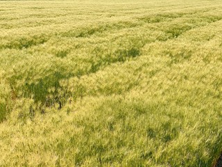 はだか麦畑　愛媛西条１