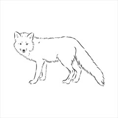Hand drawn fox, vector illustration. See also other sets of animals. wild Fox vector illustration