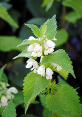Closee up of a flowering white nettle or white dead-nettle (Lamium album)