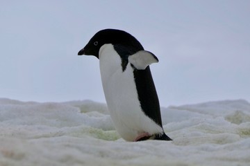 Naklejka premium Adelie penguin in Antarctica walking on snow, closeup, at Stonington Islands
