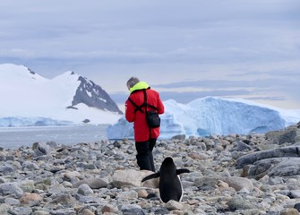 Adelie penguin in Antarctica with man on rocky beach, before iceberg, at Stonington Islands