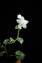 White campanula flower on a black background.
