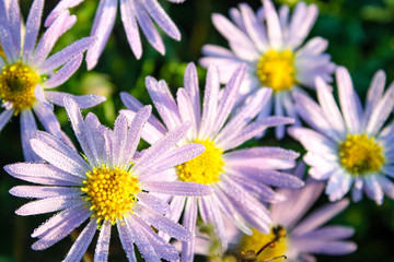 Obraz premium beautiful wild chrysanthemums in the summer meadow