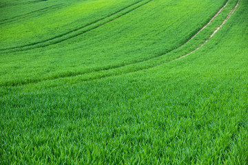 Obraz na płótnie Canvas Spring field with young wheat