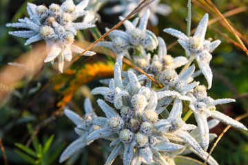 edelweiss - mountain flowers