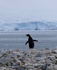 Adelie penguin in Antarctica on rocky beach with glacier in background, at Stonington Islands