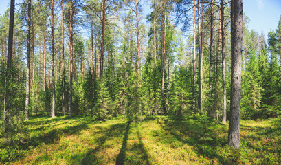 Sunny summer forest panorama © Dmitry Naumov