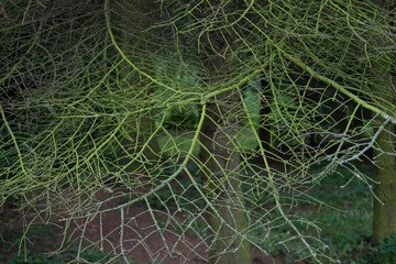 Dry spruce branches on a tree close-up