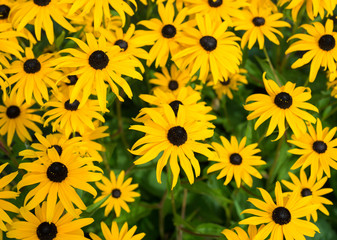 Naklejka premium Rudbeckia flowers blooming in the garden closeup