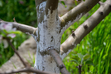 Apple tree's trunk in the garden after the winter - springtime washed tree with white paint to protect against rodents. Gardening, Care for trees