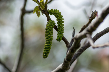 Naklejka premium Walnut tree blooms, young leaves of the tree in the spring season, seasonal flora, close-up, nature outdoors