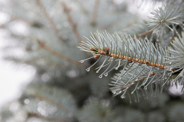 Naklejka na ściany i meble The sparkling fir-tree branches in hoarfrost