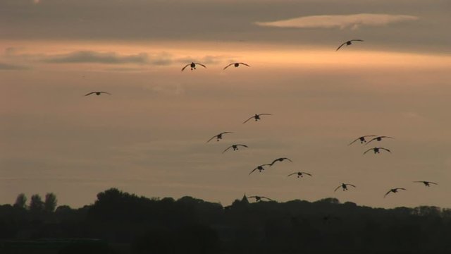 Geese flying in the morning light in large flock on migration UK