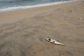 Dead rotten Fish at the beach near the ocean