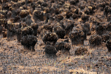 burned grass from fire. Brown natural background. Burned land, grass and leaves in spring wood. Horizontal color photography. selective focus