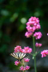 Iphiclides feisthamelii a beautiful butterfly
