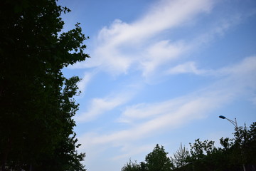 green leaf in the summer