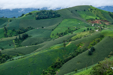 Obraz premium A resort beside rice fields and mountains during the rainy season in Mae La Noi District, Mae Hong Son Province of Thailand.