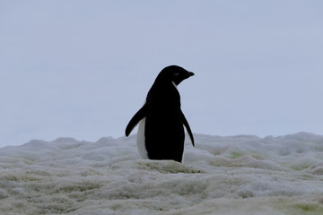 Adelie penguin in Antarctica walking on snow, closeup, at Stonington Islands
