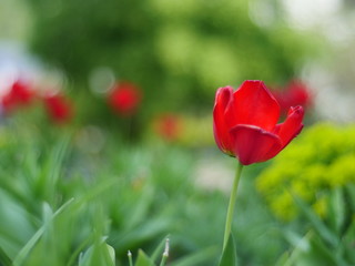 Street tulips on a green background