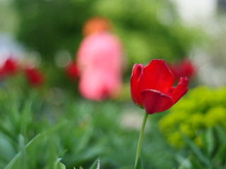 Fototapeta na wymiar Street tulips on a green background