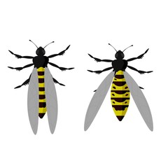 Insect wasp vector icon.Flat vector icon isolated on white background insect wasp .