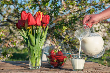 Fresh strawberries on plate on old wooden background. Red tulips in vase on table. Jar and glass of milk. Breakfast time. Healthy food. Vegetarian dish. Spring time
