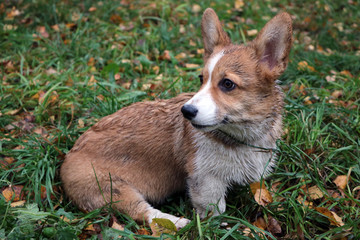 Purebred welsh corgi pembroke dog looking. close-up image. Cute puppy, family member. animal background