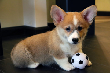 Purebred welsh corgi pembroke dog looking. close-up image. Cute puppy, family member. animal background