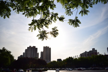 Fototapeta premium green leaf in the summer