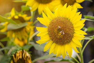 Close-up of sunflower are blooming in garden. Space for text