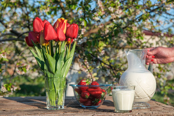 Fresh strawberries on plate on old wooden background. Red tulips in vase on table. Jar and glass of milk. Breakfast time. Healthy food. Vegetarian dish. Spring time
