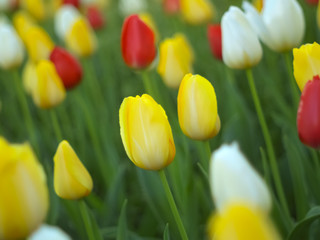 Beautiful Tulips in the Garden