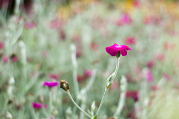 red poppies in the field
