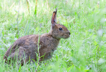Naklejka na ściany i meble Rabbit covered in engorged black-legged ticks or deer ticks on an early summer morning in the grass in Ottawa, Canada