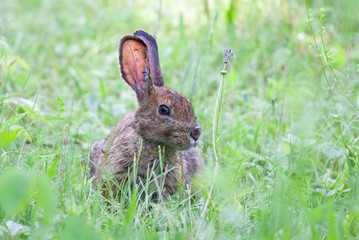 Naklejka na ściany i meble Rabbit covered in engorged black-legged ticks or deer ticks on an early summer morning in the grass in Ottawa, Canada