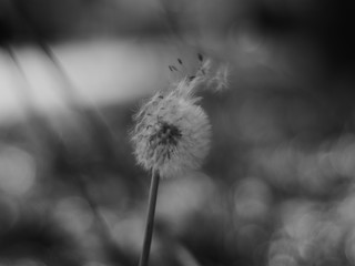 Dandelion seeds fly in the wind