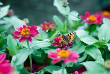 butterfly on flower