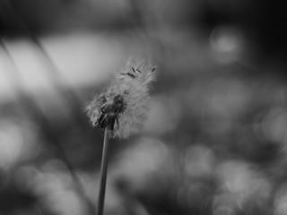 Dandelion seeds fly in the wind