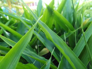 Obraz premium fresh green grass