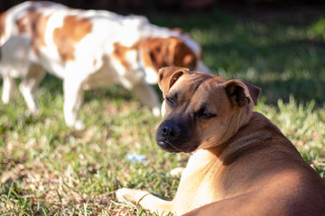 photo of two dogs