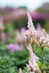 close up of a pink flower