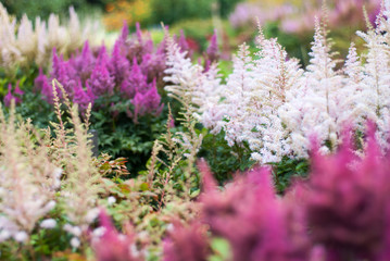 lavender flowers in the garden